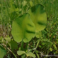 Limnocharis flava (L.) Buchenau